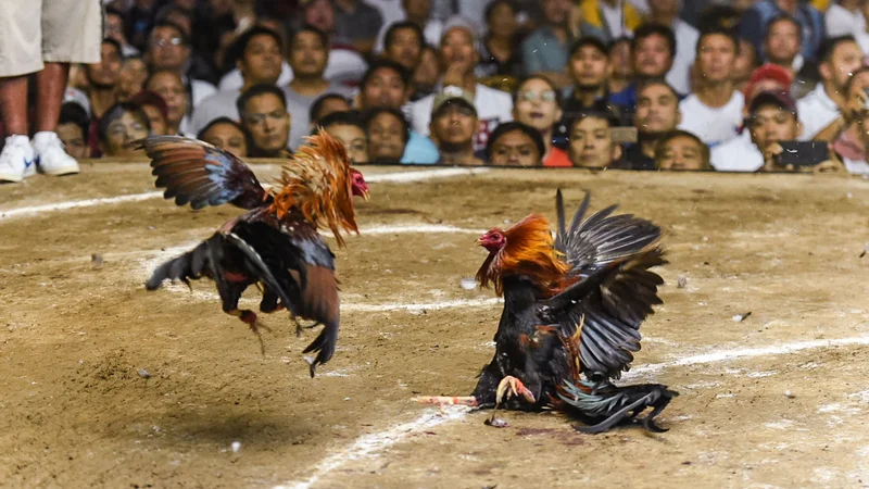 Traditional Philippine Cockfighting Arena with Meron and Wala Roosters