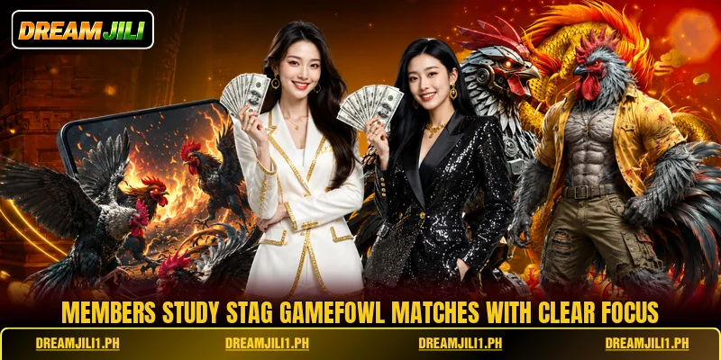 Members study Stag Gamefowl matches with clear focus Members study Stag Gamefowl matches with clear focus